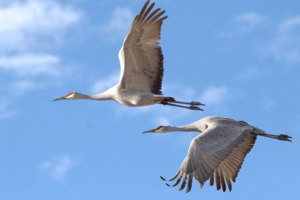 Flying sandhill cranes