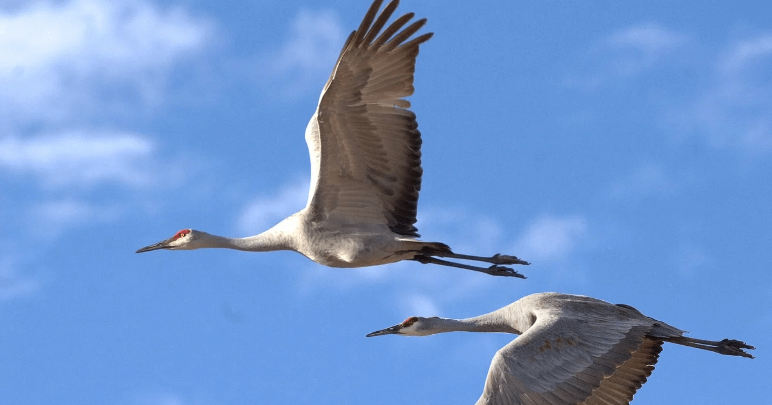 Flying sandhill cranes featured