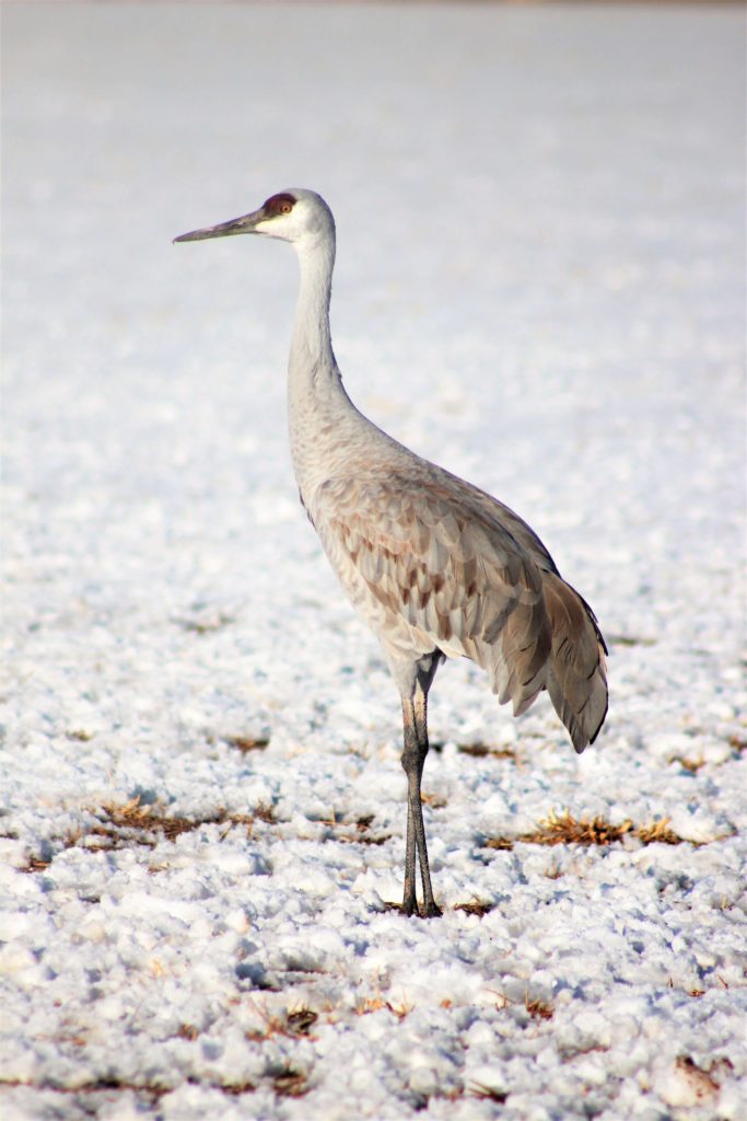 Sandhill crane